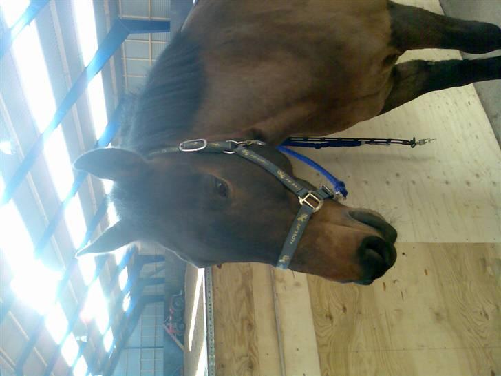 New Forest Kenzo Amarine  - her er den skønne sponze igen! <´33 billede 17