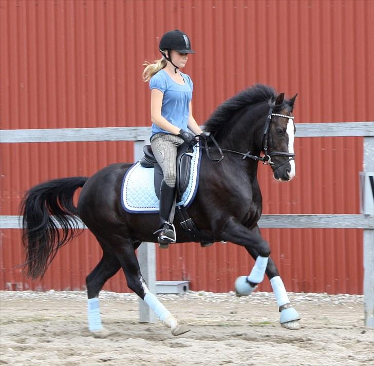 New Forest Igor | B-pony | Solgt - Træning juli 2010 - fuglebjerg ridecenter - foto: Laizza <3 billede 8