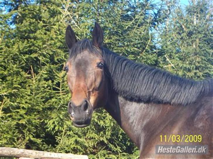 Fuldblod (XX) Gucci Girl (Den) - Gucci på ridebanen. billede 5