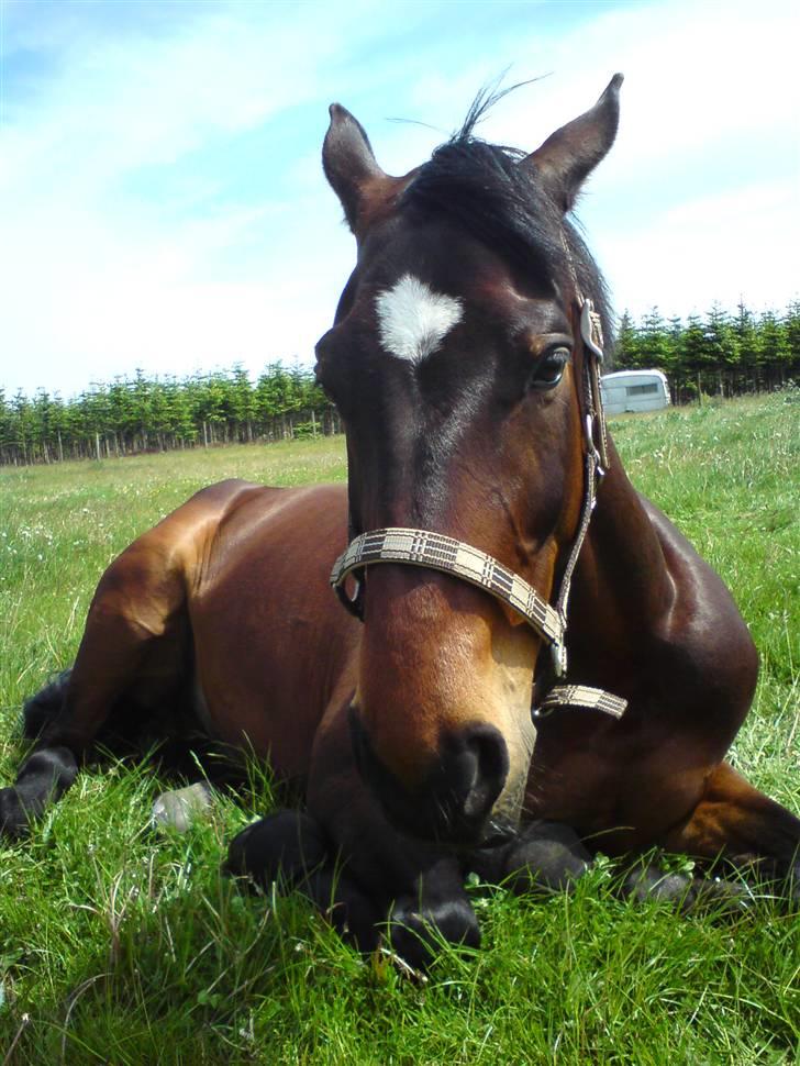 Trakehner Rødhøj's Chapman(<3) - Det hårdt at være på græs når man er ung hest :] På den private gård hvor vi står opstaldet :] Billedet er taget Juni 09 <3 billede 13