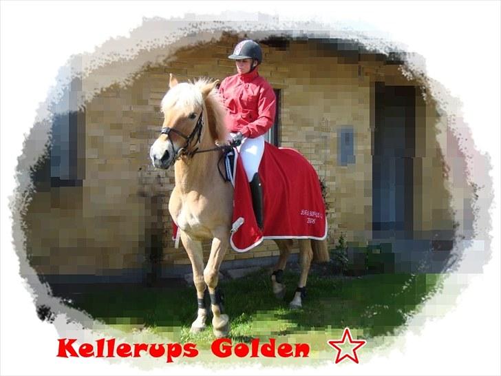 Anden særlig race Kellerups Golden Star - golden i sneen billede 14
