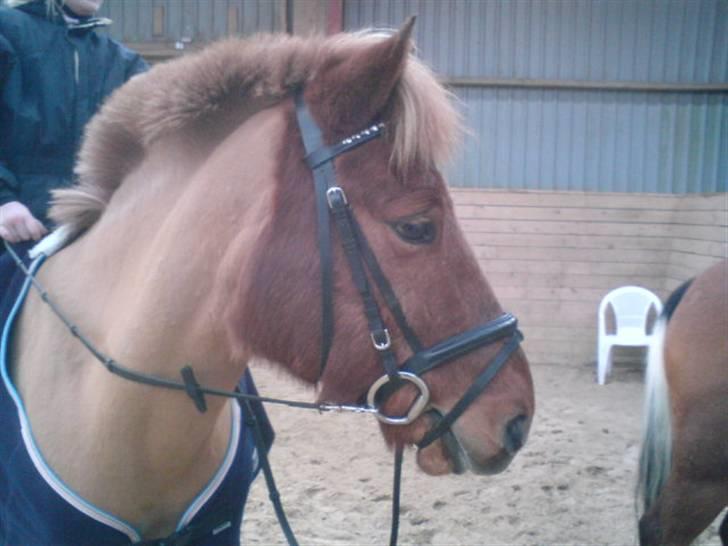 Anden særlig race Vestervangens Asterix billede 15