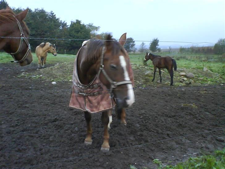 Hannoveraner Frau Split billede 7