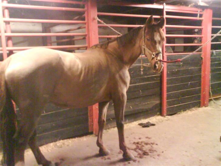 Hannoveraner Frau Split - jeg er lide bleven klippet billede 8