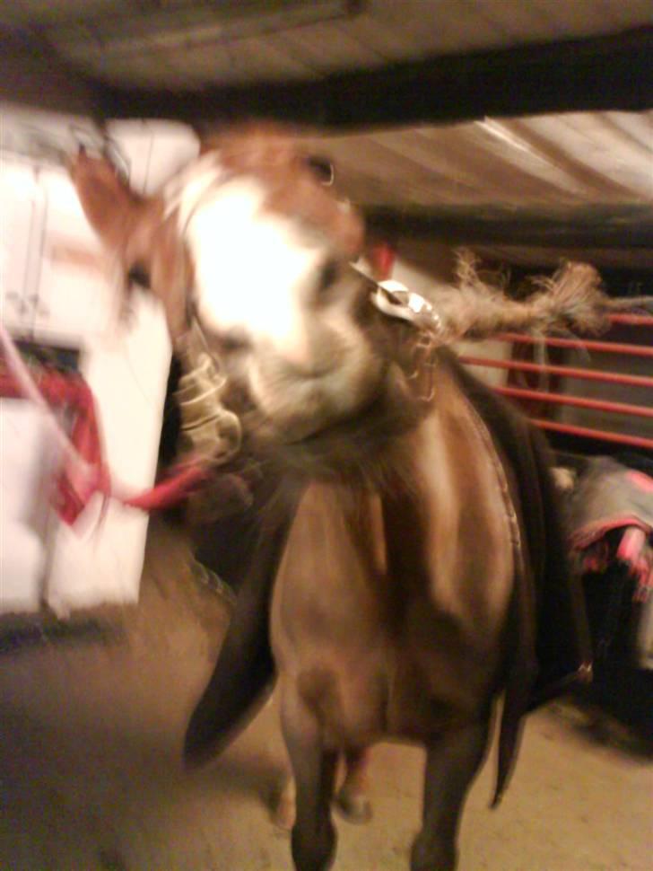 Hannoveraner Frau Split - er lidet kæle billede 9