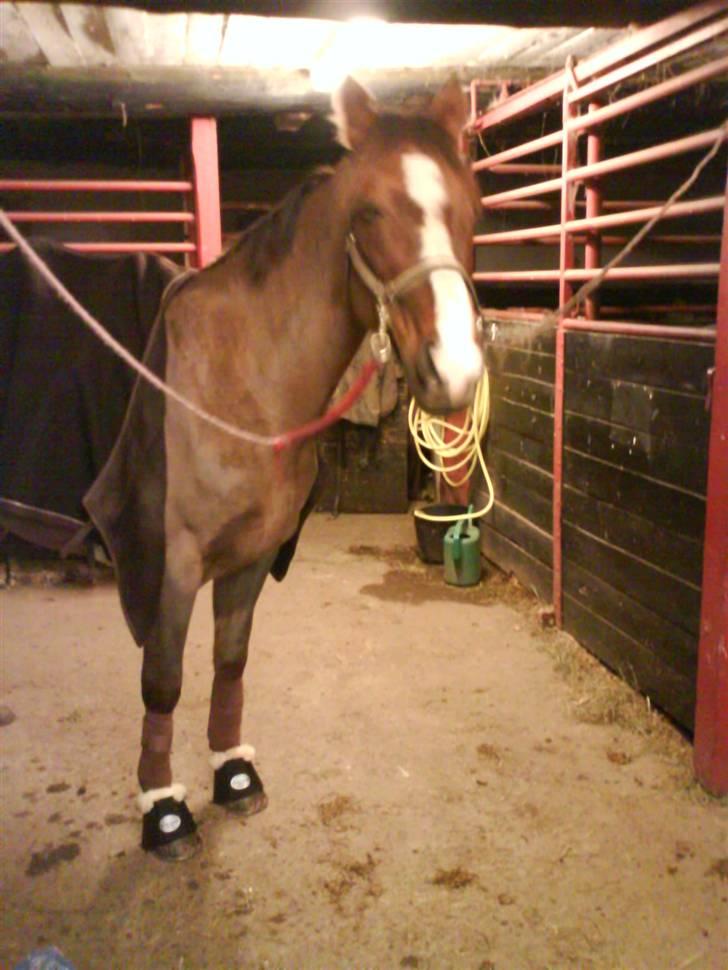 Hannoveraner Frau Split billede 10