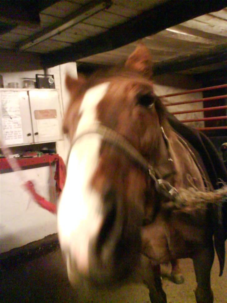 Hannoveraner Frau Split - kom nu nus billede 11