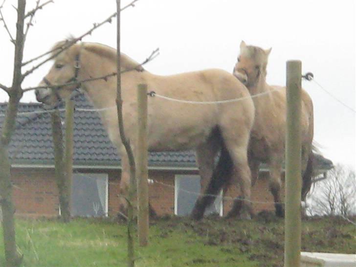 Fjordhest Speedy - Så kan du lære det "søster" haps din numse billede 6