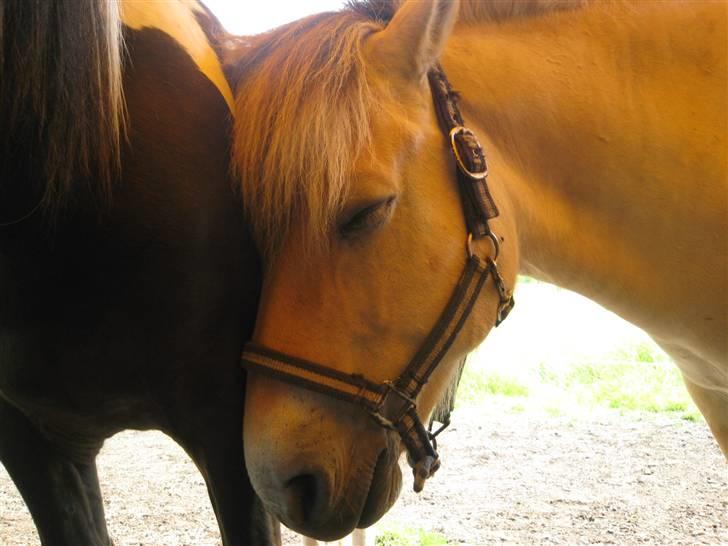 Fjordhest Speedy - næh det kunne jeg ikke øvøv gør det lige for mig du billede 7