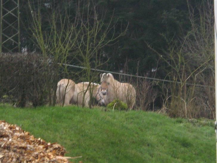 Fjordhest Speedy - Jeg har set dig  billede 8