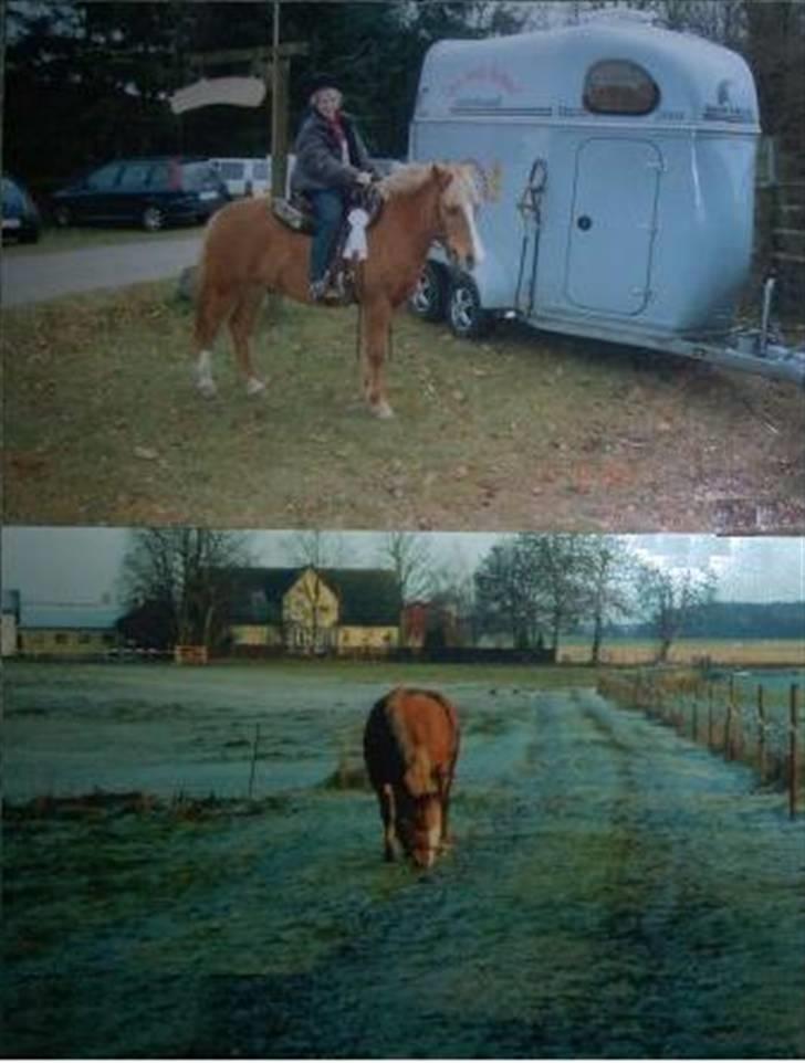 Anden særlig race Speedy Gonzales.. R.I.P - Øverst vores andet og sidste stævne.. Nederst Speedy på fold.. <33 billede 16