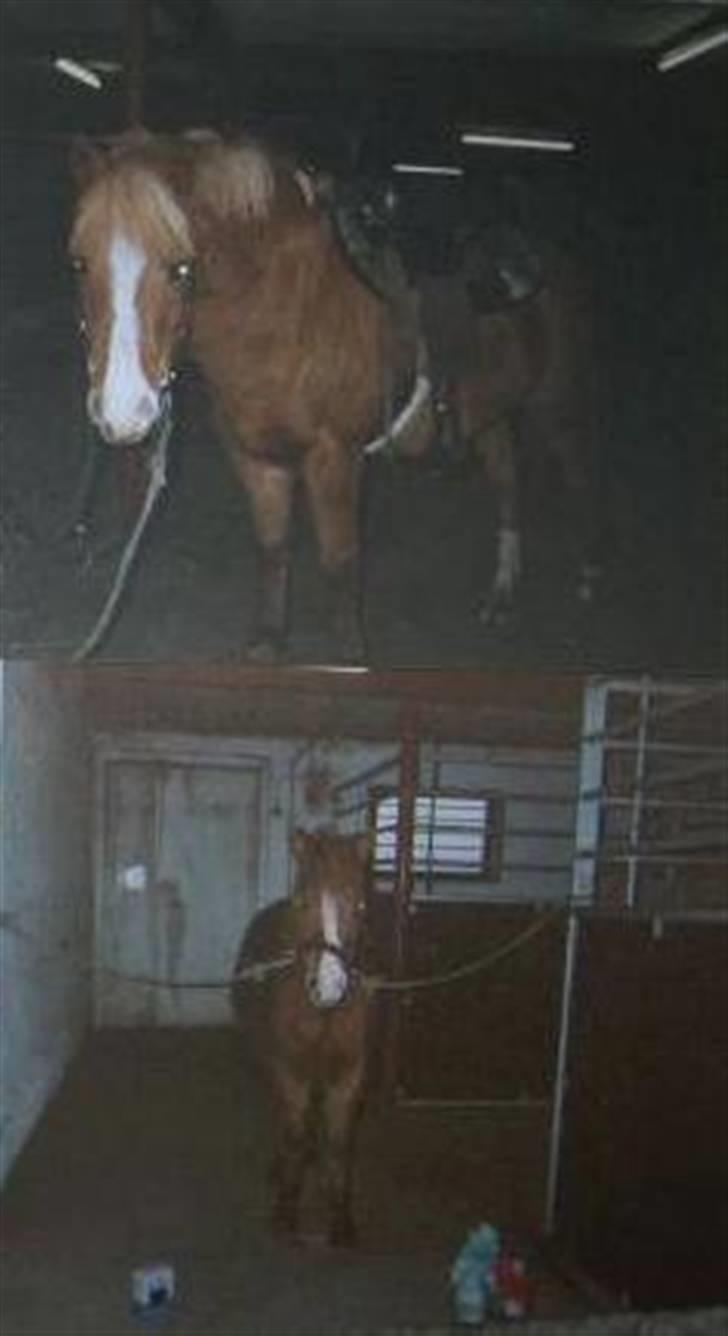 Anden særlig race Speedy Gonzales.. R.I.P - Speedy i stalden.. <33 billede 17