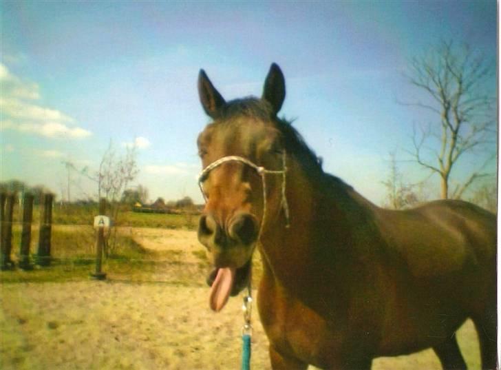 Trakehner Aschianti - puha det er hårdt at være hest :-) billede 3
