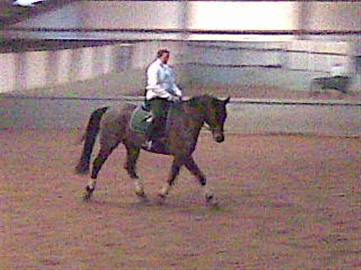 Trakehner Aschianti - Nyt billede fra Feb. 2009 billede 5