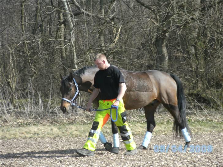 Trakehner Aschianti - Manden og hesten er ved at skridte af . . .  billede 6