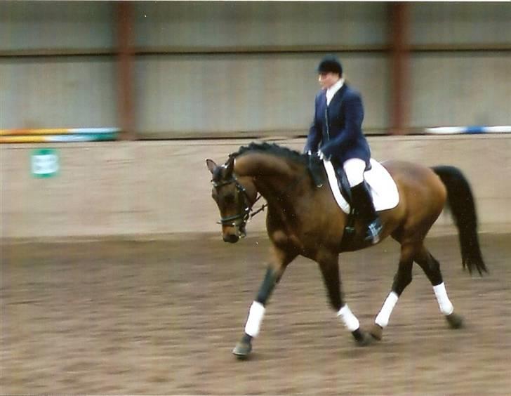 Trakehner Aschianti - Også i Tune  billede 7
