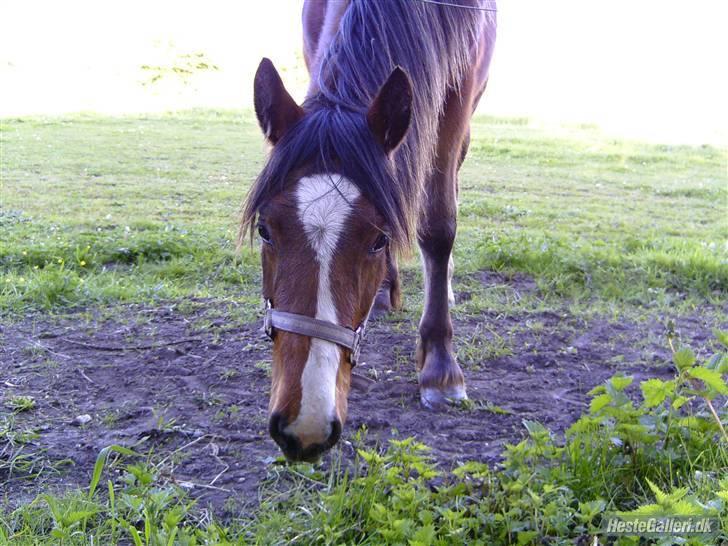 Anden særlig race Samson - 01. Velkommen til Samsons profil :) Der kommer snart flere og bedre billeder <3 Håber vi da! ;p billede 1