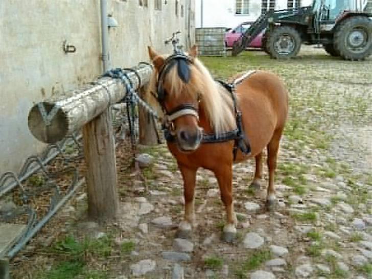 Shetlænder hugo mit et og alt *himmelhest* - han ligner efterhånden en rigtig kørepony :)  hmm hugo er nu mit et og alt billede 16