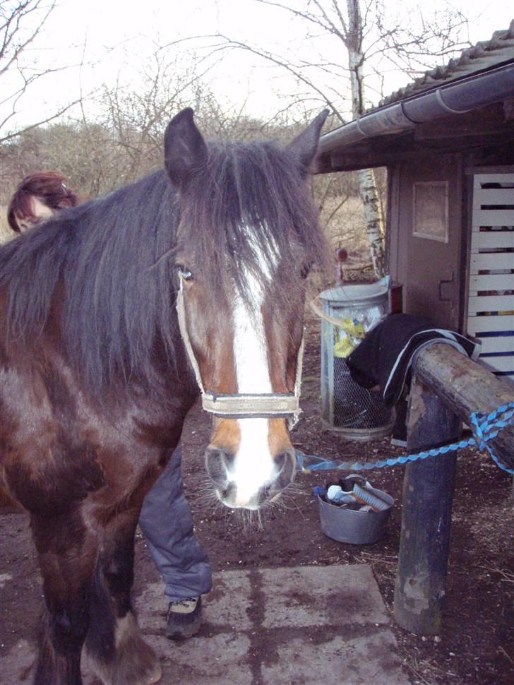 Irish Cob Loke  (Gammel part) - Velkommen til Lokes profil (Det er forbudt at kopiere ) billede 1