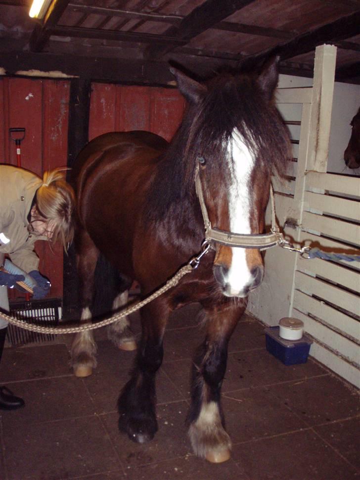 Irish Cob Loke  (Gammel part) billede 2