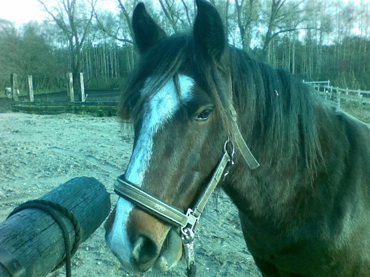 Irish Cob Loke  (Gammel part) - I sommers undskyld farven :)  billede 3