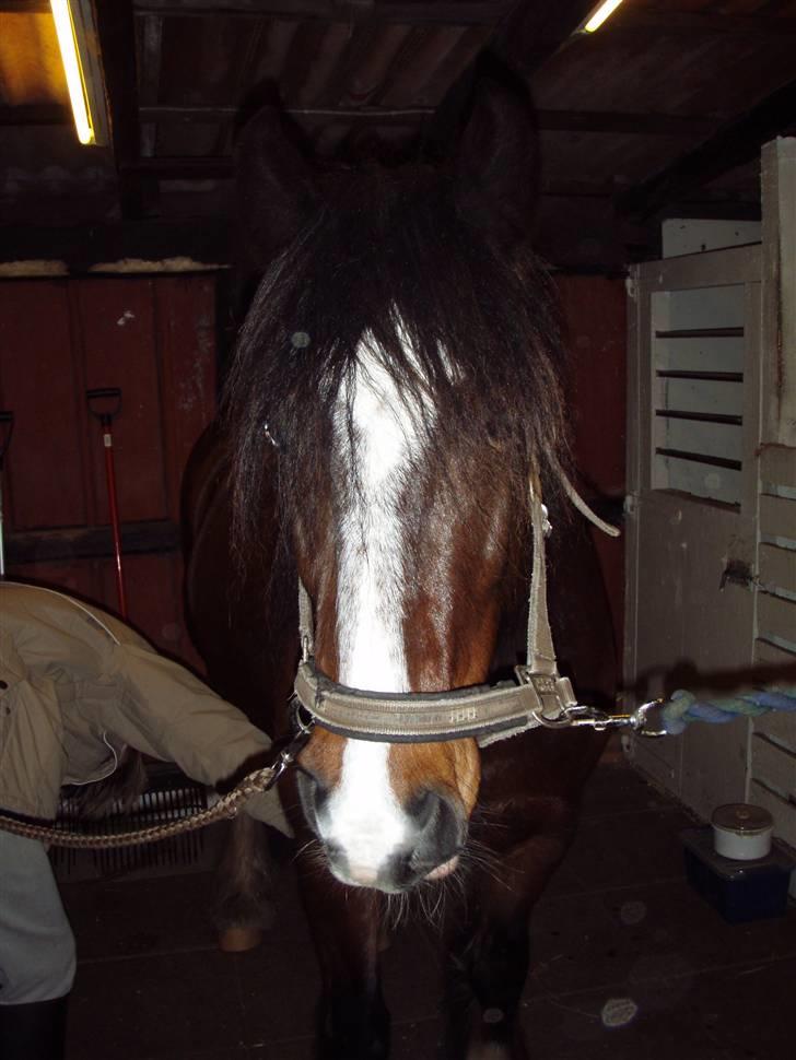 Irish Cob Loke  (Gammel part) - det smukke hoved billede 4