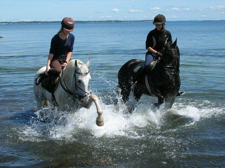 Irsk Sportspony - Charmeur - Charmeur og Laika i vandet billede 4