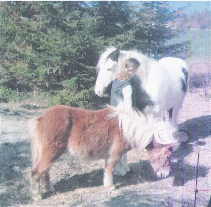 Shetlænder Pikatju Himmelhesten billede 18