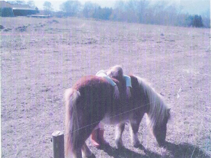 Shetlænder Pikatju Himmelhesten billede 19