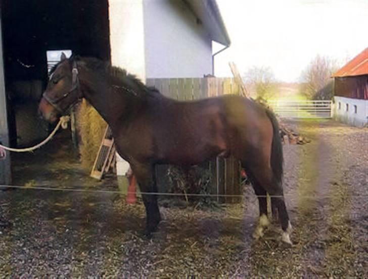 Oldenborg Sleipner (R.I.P) - Gammelt billede billede 5