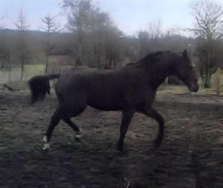 Oldenborg Sleipner (R.I.P) - Gammelt billede billede 6