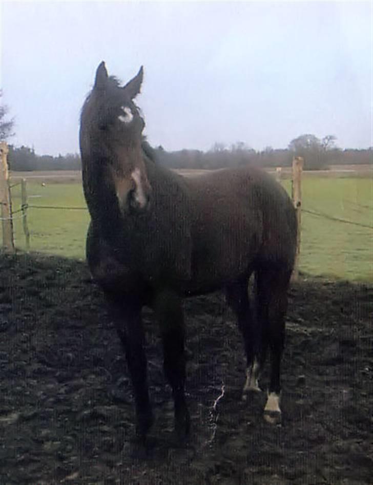 Oldenborg Sleipner (R.I.P) - Gammelt billede billede 7