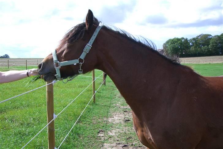 Anden særlig race Tordenskjold *Buller-basse* - MAAAD!!!!! billede 15