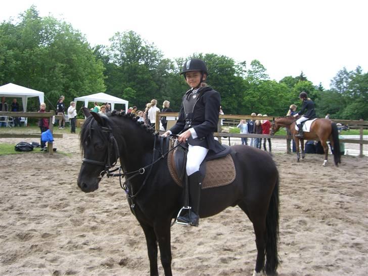 Hollandsk Sportspony Sergent Pepper*gl. passer - mig og pepper <3  billede 19