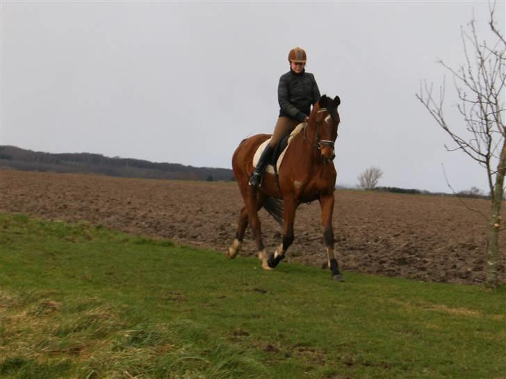Dansk Varmblod Herbert - Fra Vinteren 07 billede 12