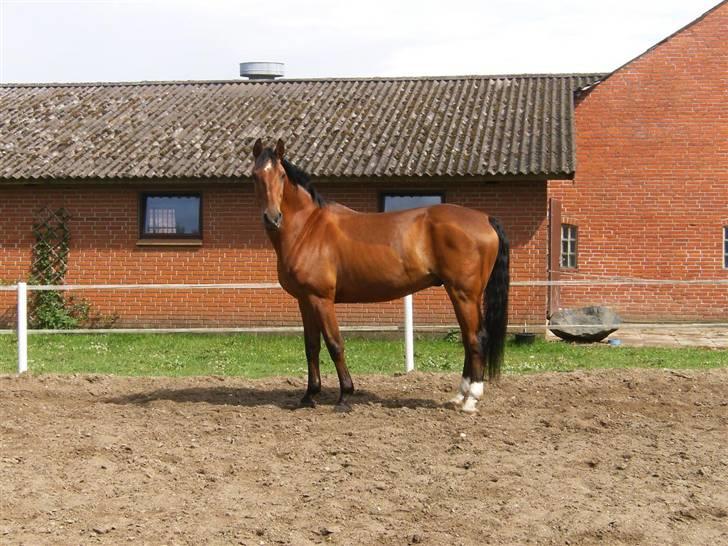 Dansk Varmblod Herbert billede 16