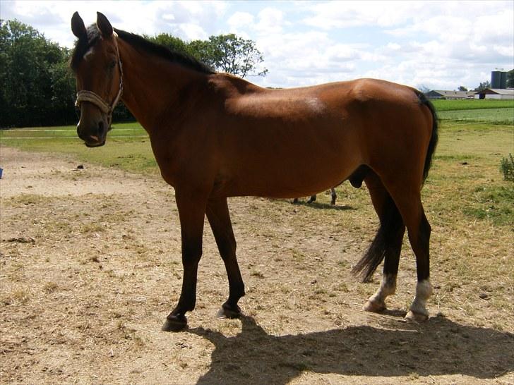 Dansk Varmblod Herbert - Juni 2010. - Selvom man er en ældre herre, så kan man stadig se godt ud ;) (18 år) billede 17