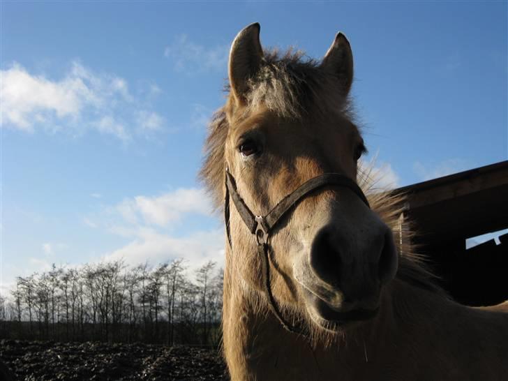Fjordhest Felix -solgt billede 19