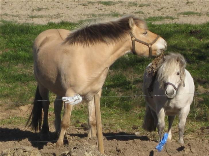 Fjordhest Felix -solgt billede 20