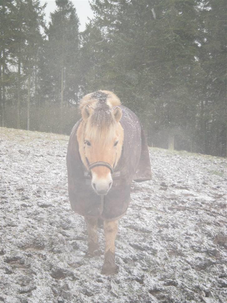 Fjordhest Speedy - 2008 årest første sne billede 9