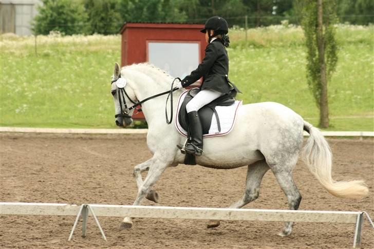 Anden særlig race Koh-I-Noor R.I.P - galop billede 9