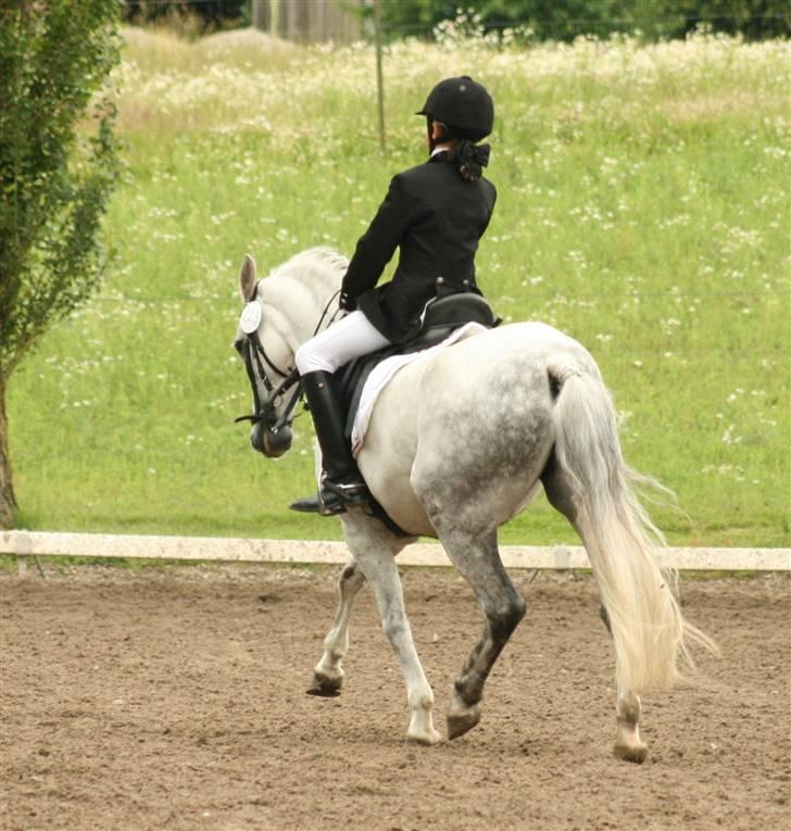 Anden særlig race Koh-I-Noor R.I.P - trav billede 10