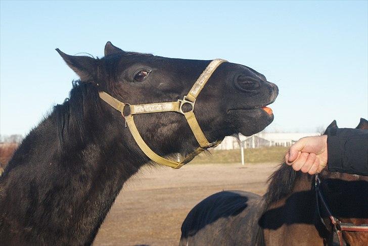 Anden særlig race Mictor<3. - MIN GULEROD! D. 23-1-2011! R.I.P basse! Du er evigt savnet!<3 billede 12