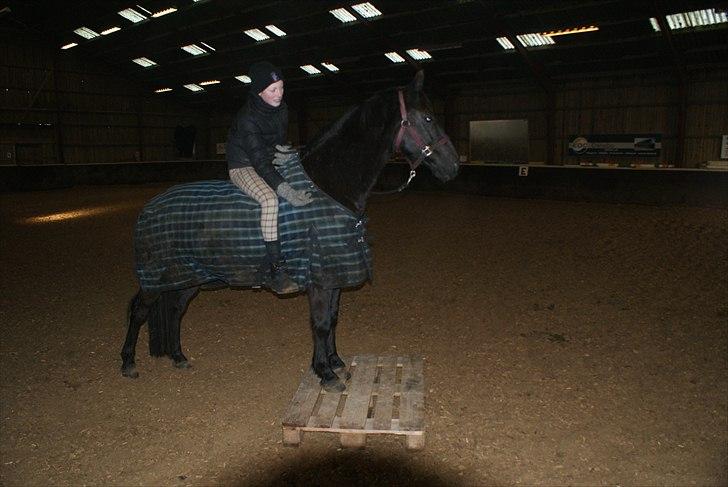 Anden særlig race Mictor<3. - SiDSTE billede af vorese SiDSTE ridetur sammen! 24-1-2011! R.I.P mictor<3. Du vil ALTiD være elsket! Du er min ponyprins.... billede 13