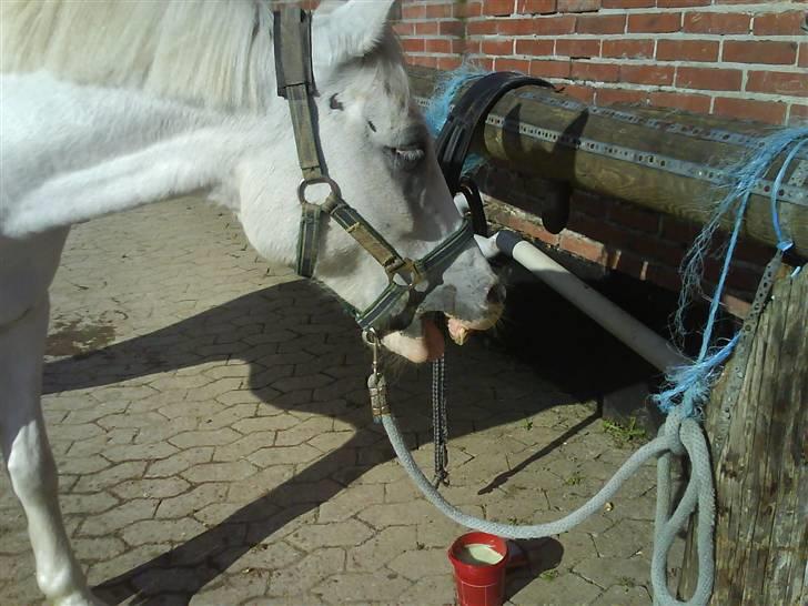 Anden særlig race figaro R.I.P elsker dig - han er træt efter en hård dag billede 3