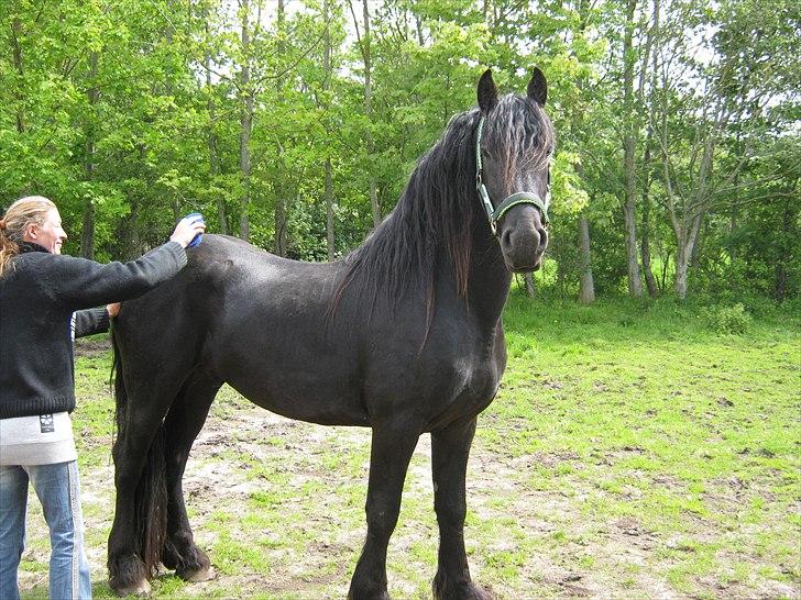 Dansk Varmblod Clarissa <SÅ ER DER NYT> - maj 2011 ny billede 12