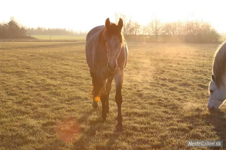 Pura Raza Española TU Ortigo (Manse) - 2 år. billede 4