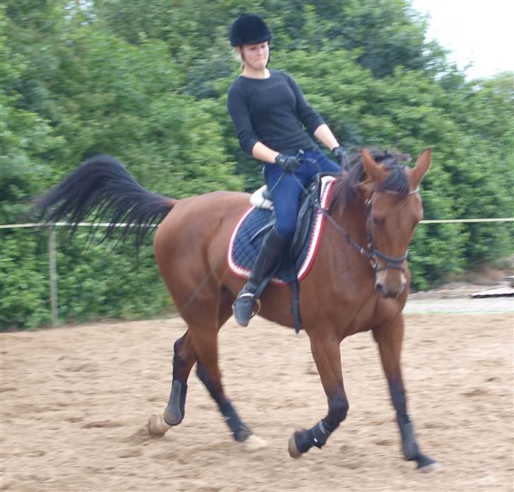 Traver Jelly Bean - Jelly og mig dressurd. 02- 08- 09 <3 billede 3