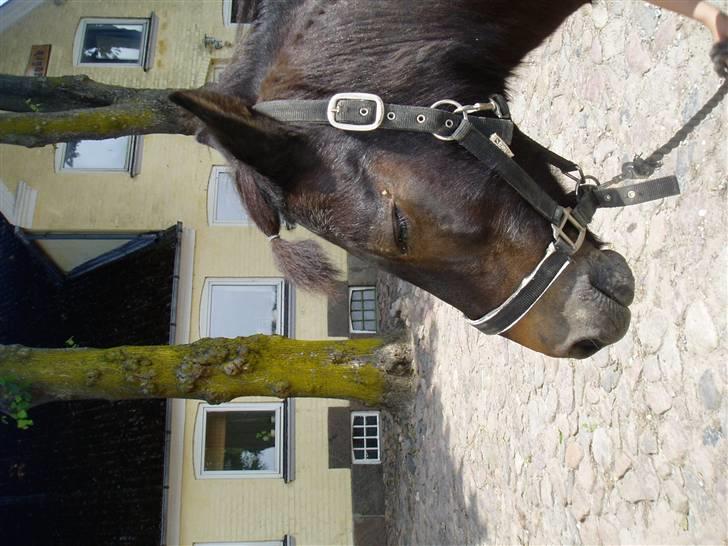 Anden særlig race Mirka Belinda R.I.P billede 10