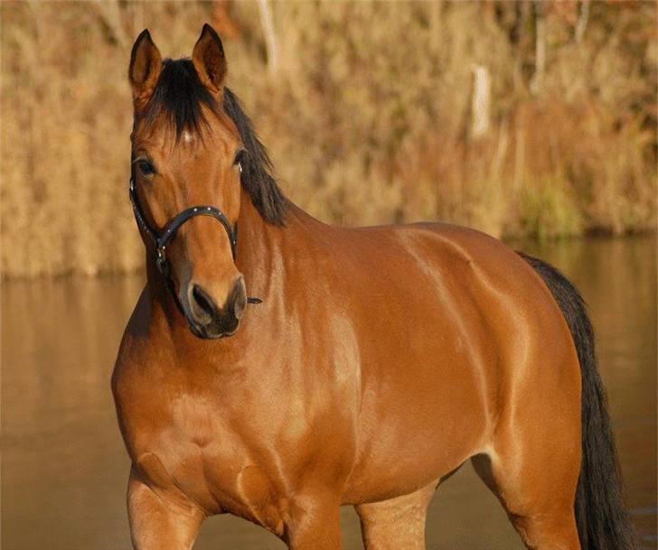 Pinto Hoelgaards Heart Breaker  - Foto: Jani Pedersen billede 1